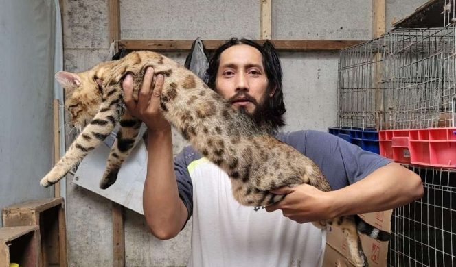 
 Dian, saat tengah menunjukkan kucing bengal kesayangannya bernama Simba. (Yog)
