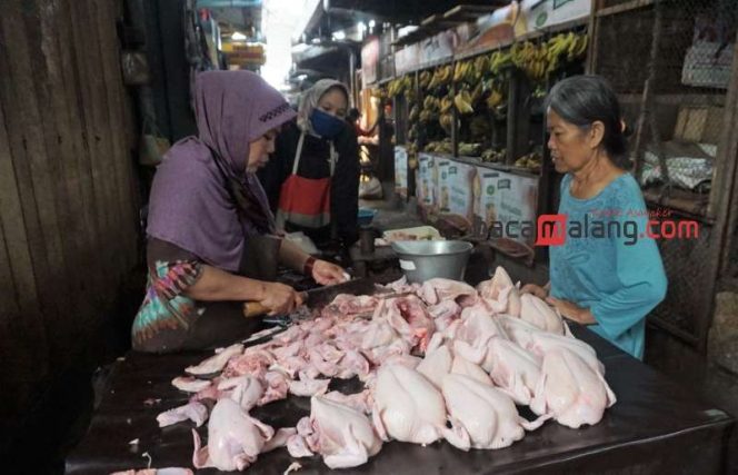 
 Penjualan daging ayam ras di pasar tradisional Kota Malang. Kenaikan harga daging ayam ras dorong inflasi bulan Mei 2023. (Nedi Putra AW)