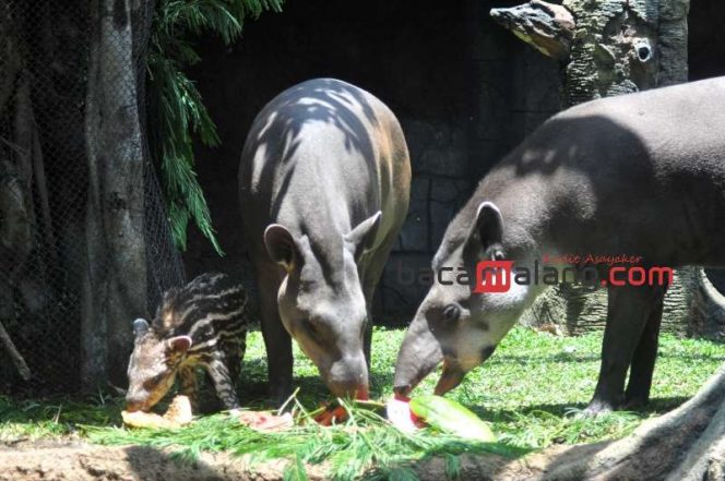 
 Paulina, bayi tapir pertama kelahiran Batu Secret Zoo bersama pasangan Fernando  dan Shelly di exhibit baru The Secret of Amazon Jungle, Rabu (4/10/2023). (Nedi Putra AW)