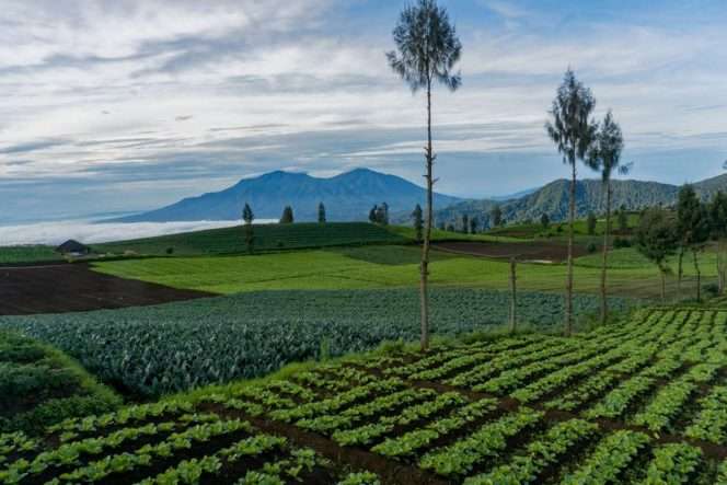 
 Salah satu destinasi wisata alam favorit Kota Batu, Puncak Brakseng Cangar.(ist)