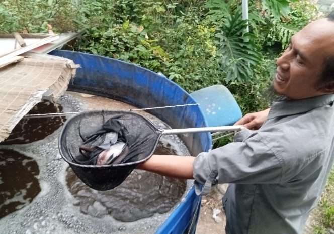
 Zulkifli warga RT.3, RW.7, Kelurahan Sisir, Kecamatan Batu, Kota Batu, saat tengah melihat pertumbuhan budidaya ikan nilai dengan menggunakan Teknologi Biofloc. (Yan)