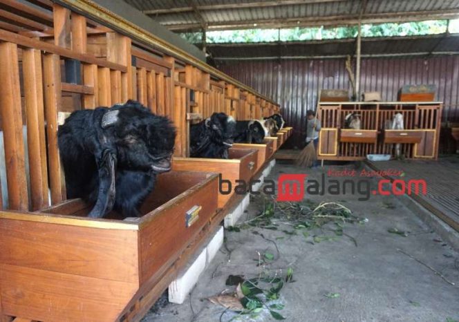 
 Peternakan kambing Kaji Brewok Farm di Jl. Dipomanggolo V No 277, Tirtomoyo, Kecamatan Pakis Kabupaten Malang. (Nedi Putra AW)