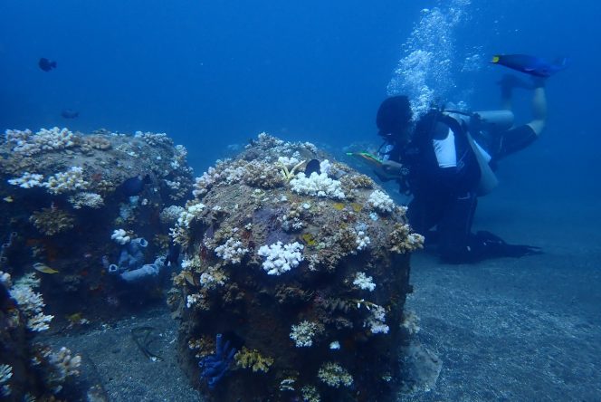 
 Kegiatan monitoring pemutihan karang. (Dok SALAM).