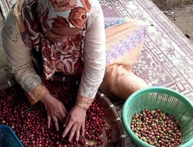 
 Aktifitas pengolahan Kopi. (IG Pendopo Kembang Kop)