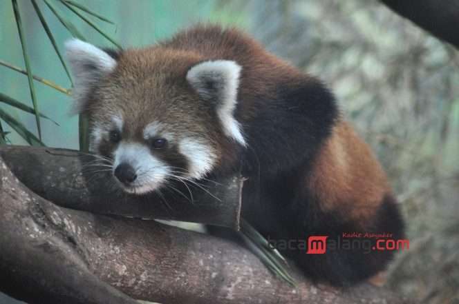 
 Kaito, panda merah koleksi baru Batu Secret Zoo Jatim Park 2, Kamis (15/8/2024). (Nedi Putra AW)