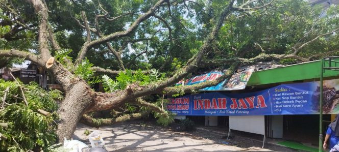 
 Pohon trembesi setinggi 10 meter dengan diameter 1 meter di Jalan Trunojoyo Kecamatan Klojen Kota Malang tumbang dan menimpa bangunan warung. (Ist)