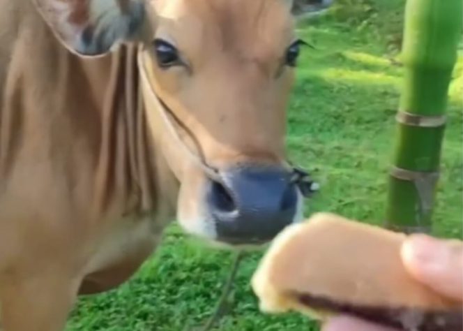 
 Viral Sapi makan martabak manis. (IG
informasi_malangraya)