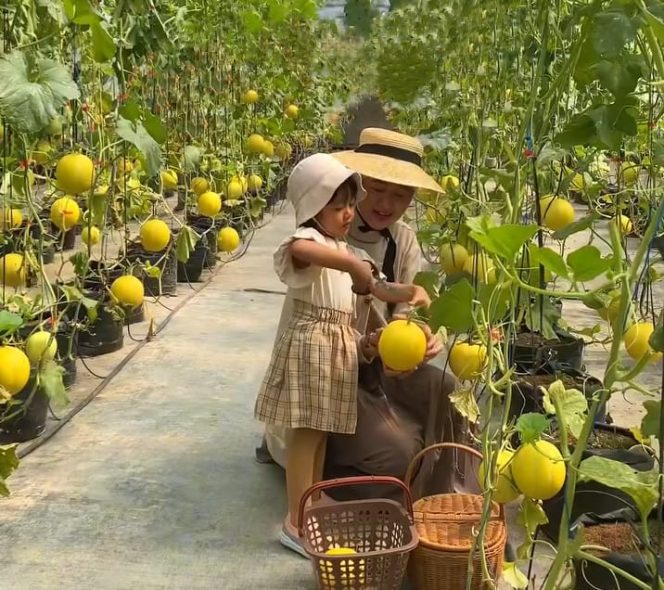 
 Salah seorang warga bersama putrinya panen melon.(IG Puspa)