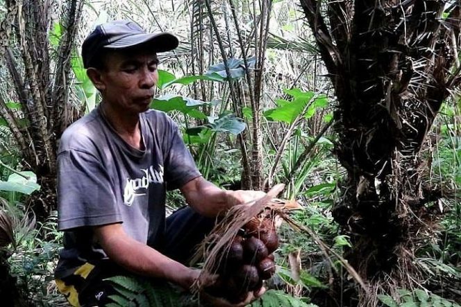 
 Petani panen Salak. (ist)