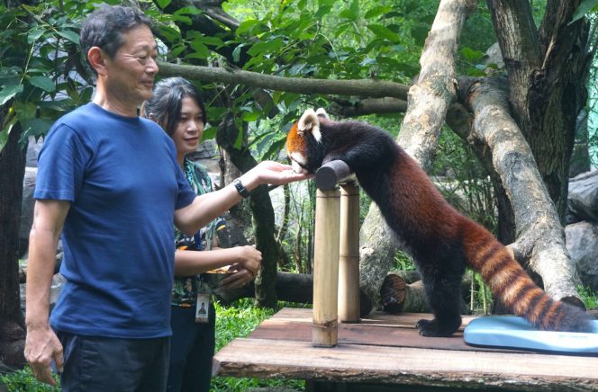 
 Konsul Jendral Jepang , Mr. Takeyama Kenichi, memberi makan Fujimaru, salah satu dari 2 Red Panda saat berkunjung ke Batu Secret Zoo, Minggu, (15/12/2024). (Nedi Putra AW)