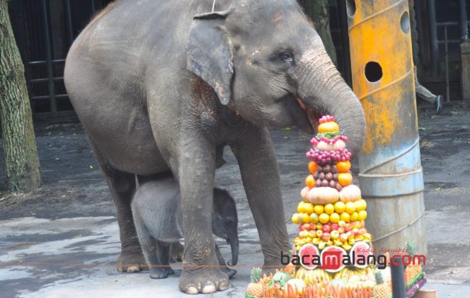 
 Diah, gajah betina kelahiran Batu Secret Zoo saat tampil bersama Nazumi induknya, dalam enrichment pemberian tumpeng di area exhibit gajah, Rabu (21/5/2025). (Nedi Putra AW)