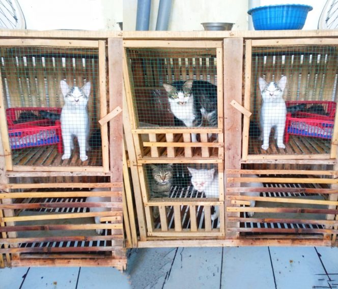
 Kucing milik Ajeng di Kepanjen. (Ajeng for Bacamalang)