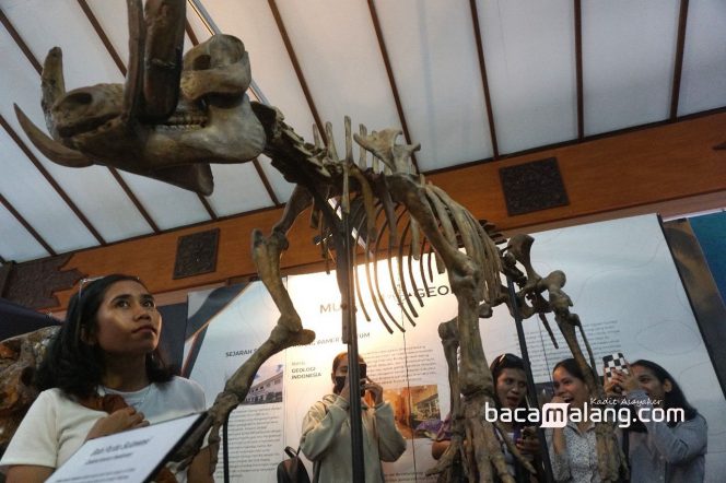
 Para pengunjung menyimak replika fosil Celebochoerus heekereni atau Babi Purba Sulawesi di Museum Geologi Bandung dalam East Java Heritage Expo 2025 di Taman Krida Budaya Jatim, Kota Malang, Rabu (5/11/2025). (Nedi Putra AW)