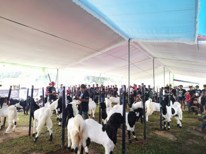 
 Latihan Bersama (Latber) sekaligus bursa lelang kambing PE Kaligesing di Stadion Gunung Kembar, Turen. (ist)