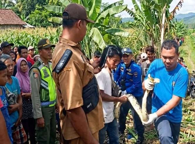 
 Evakuasi ular besar gemparkan warga di Donomulyo. (FB Abdul Aziz Uhuy)