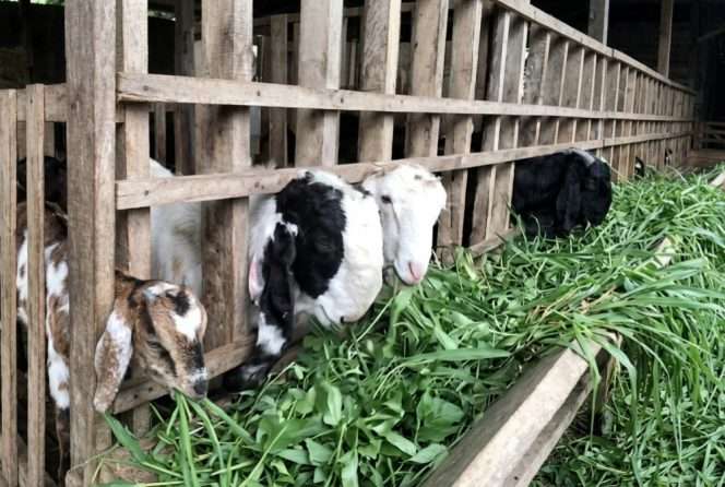 
 Kambing yang dijual di lapak Arief Samsudi. (Arief for Baca Malang)