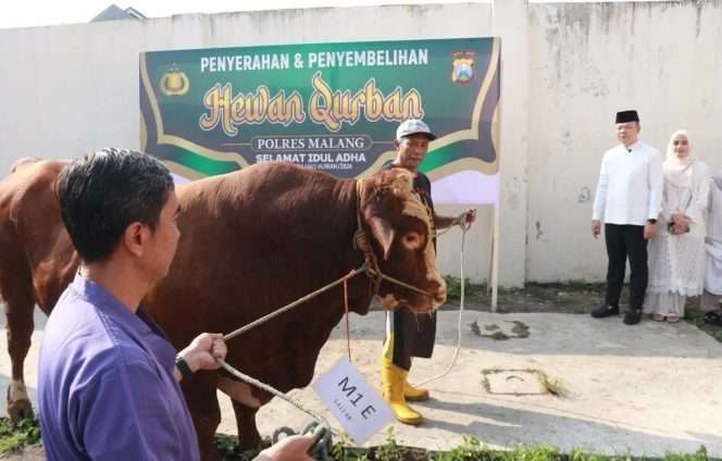 
 Kapolres Malang AKBP M Taat Resdi simbolis menyeksikan penyerahan hewan kurban sapi ke RPH Kepanjen untuk proses penyembelihan, sebelum daging kurban disalurkan. (Humas Polres Malang)