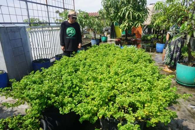 
 Bambang Irianto di kebun Rumah Prestasi 3G di Jalan Karya Timur, Kelurahan Purwantoro, Kecamatan Blimbing Kota Malang. (Nedi Putra AW)