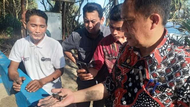 
 Kepala Disparbud Kabupaten Malang Firmando Hasiholan Sitondang (kanan) dan Sutari, Ketua Yayasan Konservasi Penyu Jawa Timur (paling kiri) sedang mengamati tukik (bayi penyu), dalam kegiatan gerakan konservasi untuk memperkuat ekowisata dan eduwisata di kawasan pesisir Malang Selatan. (Andik for bacamalang)