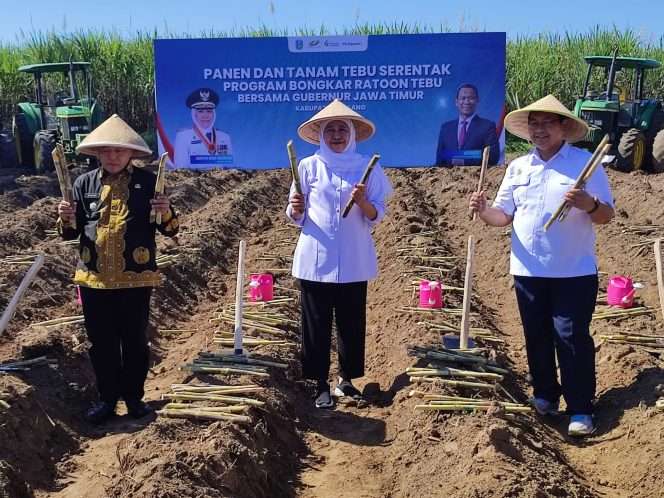 
 Gubernur Jatim Khofifah Indar Parawansa didampingi Bupati Malang saat tanam tebu di Desa Putukrejo Kecamatan Gondanglegi Kabupaten Malang. (ist)