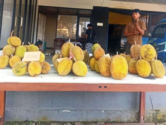 
 Fauzan, bersama teman-temannya mahasiswa sebuah kampus di Gondanglegi, berjualan durian untuk menambah pemasukan, mengasah bakat usaha sekaligus menambah pengalaman. (Fauzan for BacaMalang)