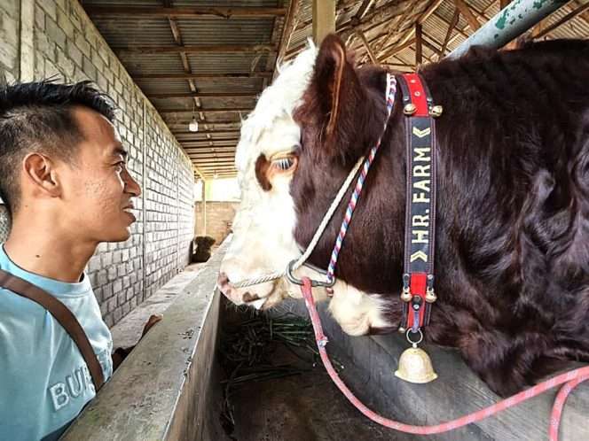 
 Darmaji berfoto bersama Sapi 2 kali Juara 1 dan pernah ditawar penghobi Sapi kontes akan dibeli Rp 200 juta. (Darmaji for bacamalang)