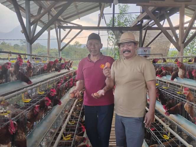 
 Direktur BUMDes Bejo, Suprianto bersama pengawas, Supadi, saat tengah mengecek budidaya ayam petelur program ketahanan pangan. (Yan)