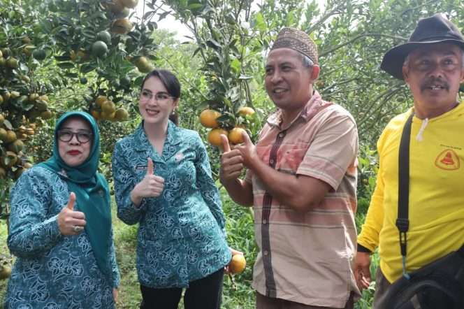 
 Ketua TP PKK Provinsi Jawa Timur, Arumi Bachsin Emil Dardak SE (dua dari kanan) berkunjung ke wisata petik jeruk di Desa Sumbersuko, Kecamatan Wagir, Kabupaten Malang.(Humas Pemkab Malang)