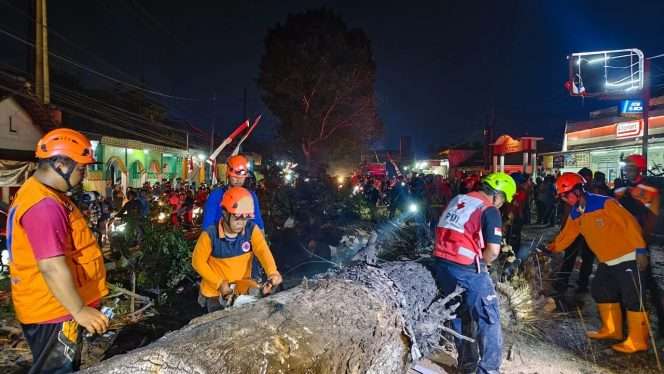 
 Proses evakuasi pohon yang timbang di jalan Watudakon, Desa Kendalpayak, Kecamatan Pakisaji. (BPBD Kabupaten Malang)