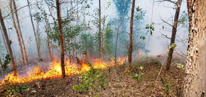 
 Kebakaran hutan 12 hektare lahan jati milik Perhutani di kawasan Gunung Geger, Desa Sumberrejo, Kecamatan Pagak. (ist)