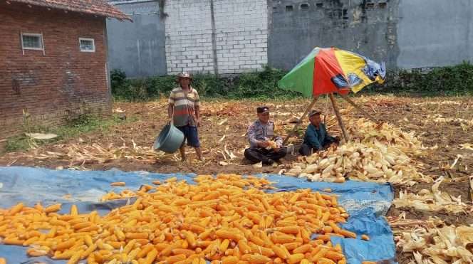 
 Bhabinkamtibmas Polsek Lowokwaru Aipda Bintoro bersama para petani usai panen jagung sebanyak 8 kuintal sekaligus melakukan proses pengupasan. (ist)