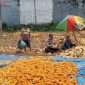 Bhabinkamtibmas Polsek Lowokwaru Aipda Bintoro bersama para petani usai panen jagung sebanyak 8 kuintal sekaligus melakukan proses pengupasan. (ist)