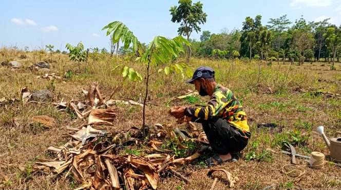 
 Relawan Konservasi Masjid Ismail Bedali Lawang melakukan konservasi merawat pohon dengan batang Pisang dan menyediakan air untuk burung. (Supriyadi for bacamalang)