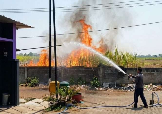 
 Proses pemadaman lahan tebu terbakar. (ist)