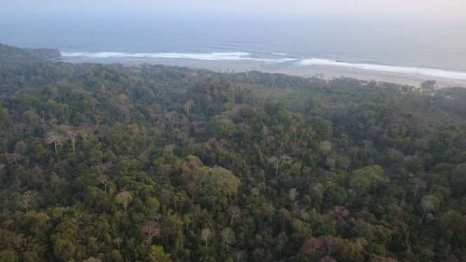 
 Salah satu kawasan hutan lindung di pesisir Malang Selatan yang wajib dilindungi, karena menjadi penopang ekosistem pesisir, dan bernilai strategis untuk riset. (SALAM for bacamalang)